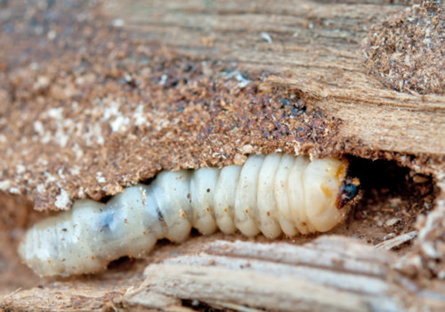 Houtworm bestrijden binnen 24 uur tegen de beste prijs.