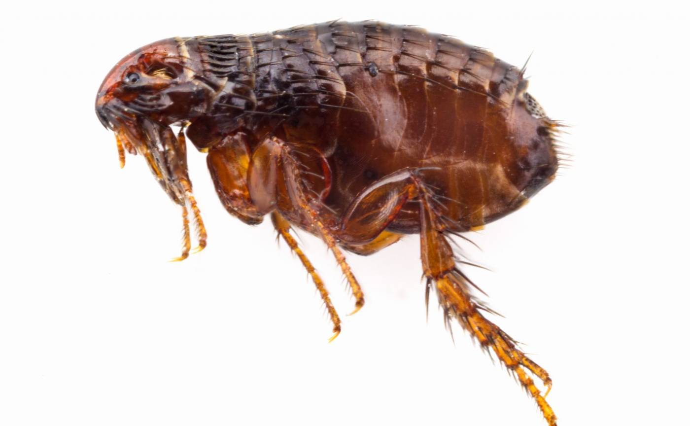 Vlooien Netwerk ongediertebestrijding