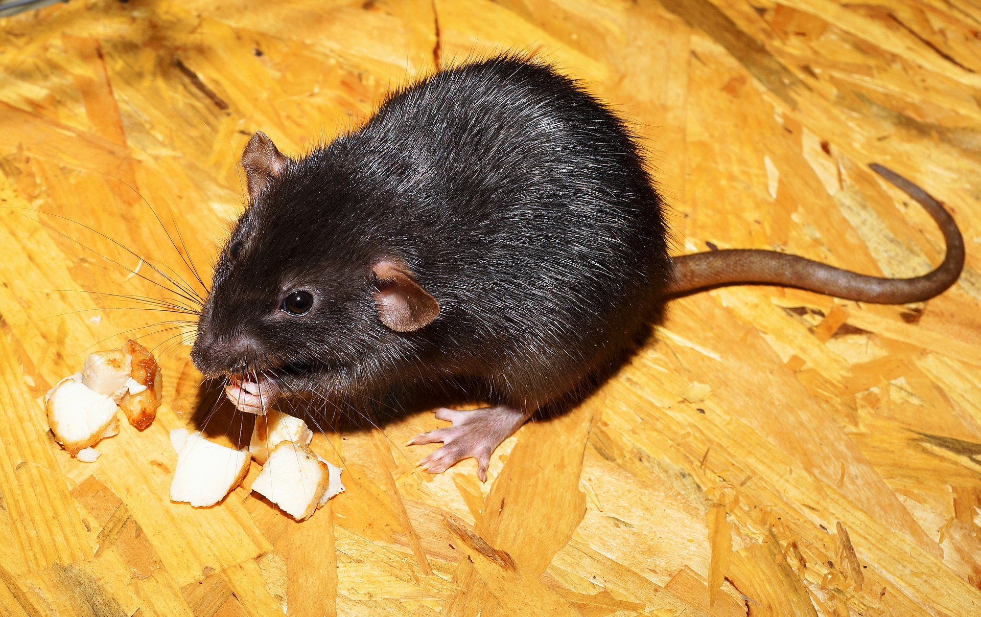 Ratten zorgen voor overlast en zijn gevaarlijk voor uw gezondheid. Wij helpen u binnen 24 uur tegen de beste prijs. Zie onze website.