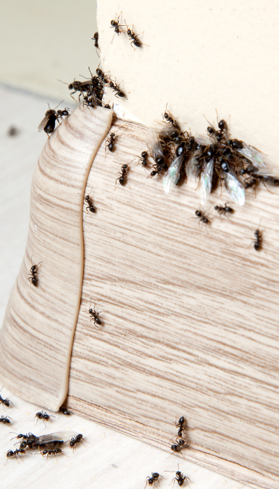 Mieren bestrijden binnen 24 uur tegen de beste prijs.